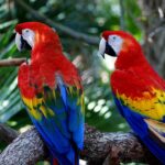 guacamaya roja